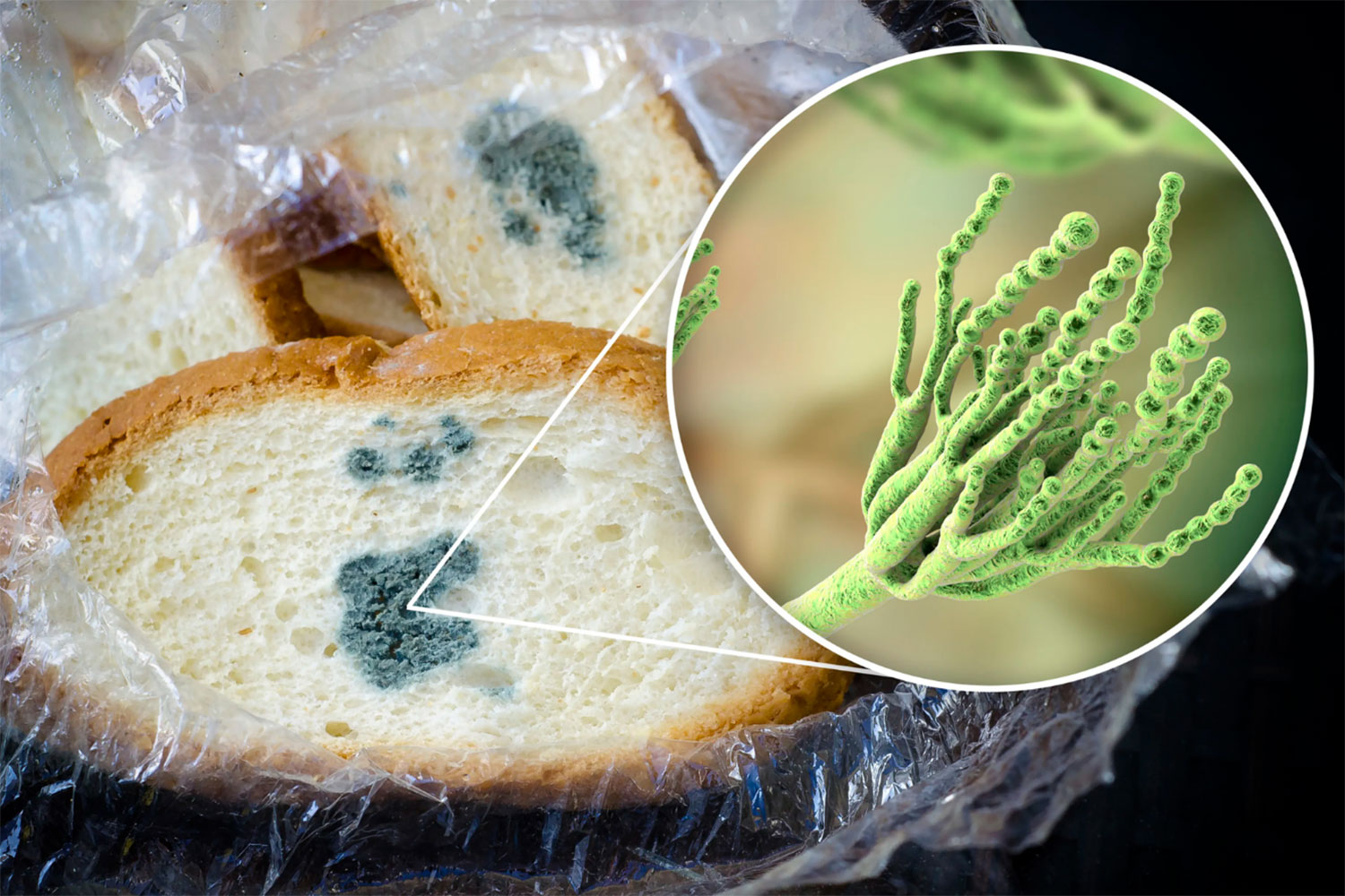 ¿Qué pasa si como algún alimento con moho?