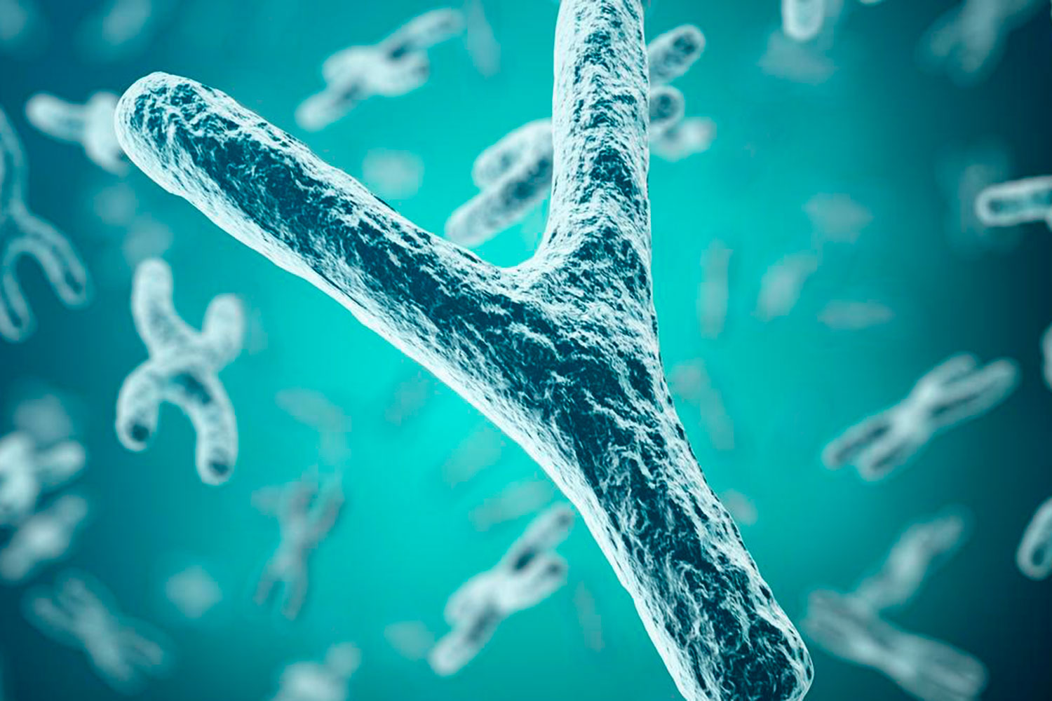 El cromosoma Y tiene un papel de las enfermedades digestivas