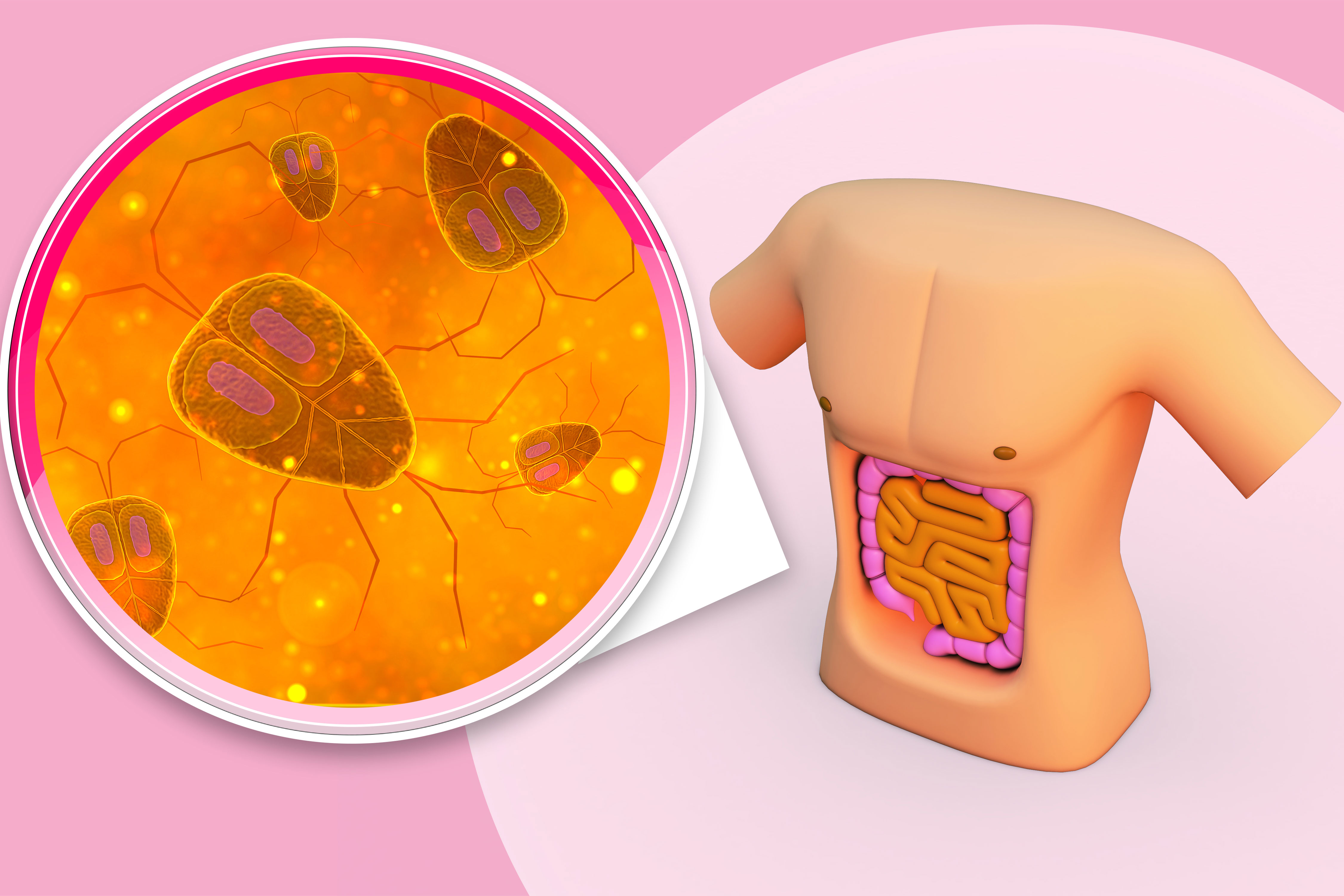 Descubren que las bacterias intestinales cambian la actividad de las neuronas cuando las tocan