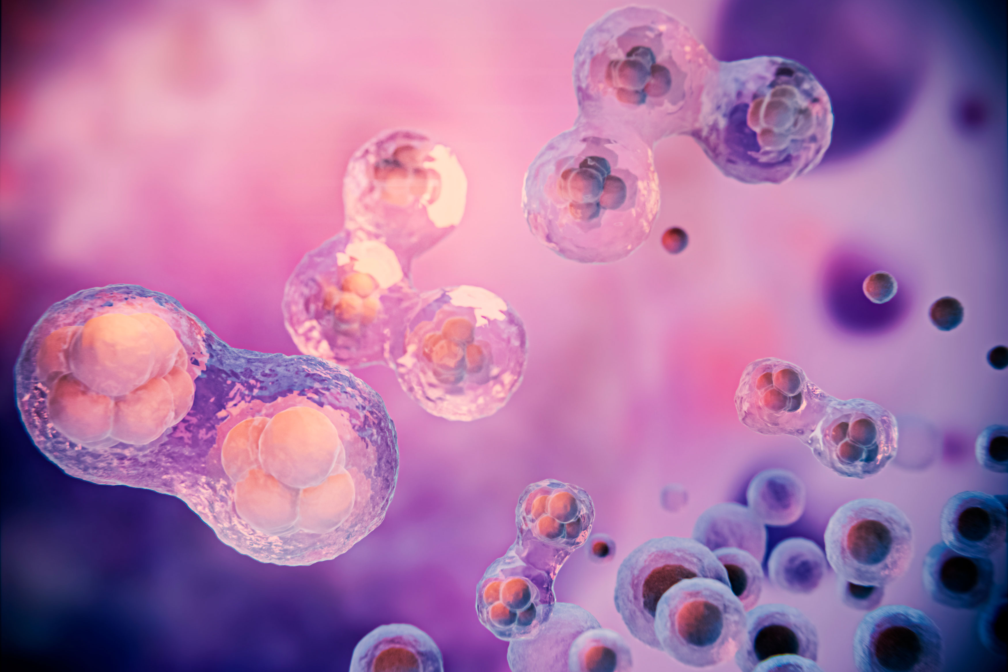 A partir de los 50 años algunas células madre toman el control de la sangre, le hacen perder diversidad, y somos más proclives a enfermar